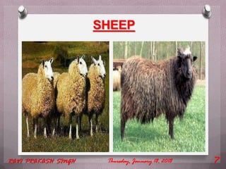SHEEP
Thursday, January 18, 2018RAVI PRAKASH SINGH 7
 