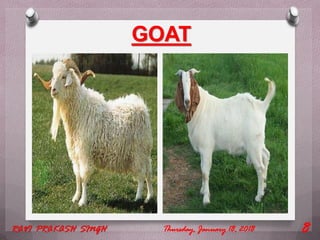 GOAT
Thursday, January 18, 2018RAVI PRAKASH SINGH 8
 