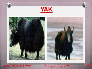 YAK
Thursday, January 18, 2018RAVI PRAKASH SINGH 9
 