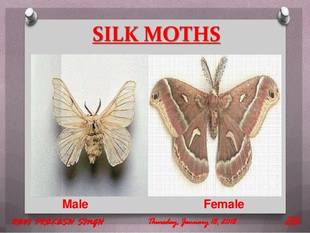 Types Of Silk Moths