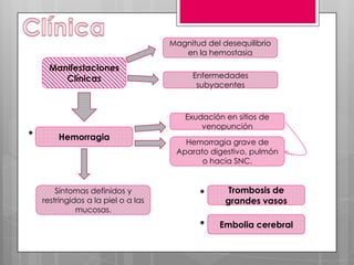 Magnitud del desequilibrio
en la hemostasia

Manifestaciones
Clínicas

*

Enfermedades
subyacentes

Exudación en sitios de
venopunción

Hemorragia

Síntomas definidos y
restringidos a la piel o a las
mucosas.

Hemorragia grave de
Aparato digestivo, pulmón
o hacia SNC.

*

Trombosis de
grandes vasos

*

Embolia cerebral

 