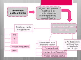 Enfermedad
Hepática Crónica

Hígado incapaz de
inactivar a los
activadores del
sistema plasmina plasminógeno

Tres fases de la
coagulación
TTPa
TP
TT
Función Plaquetaria
↑PDF

Alteraciones en el
endotelio capilar

↓ Producción de

↑ Permeabilidad
↓ Adhesividad Plaquetaria
Prueba del Lazo positiva

antiplasminas
por parte del
hepatocito

 