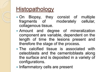 Histopathology 
 On Biopsy, they consist of multiple 
fragments of moderately cellular, 
collagenous tissue. 
 Amount and degree of mineralization 
component are variable, dependent on the 
length of time the lesions present and 
therefore the stage of the process. 
 The calcified tissue is associated with 
osteoblasts and the cementoblasts along 
the surface and is deposited in a variety of 
configurations. 
 Inflammatory cells are present 
 