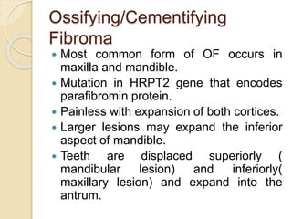 Ossifying/Cementifying 
Fibroma 
 Most common form of OF occurs in 
maxilla and mandible. 
 Mutation in HRPT2 gene that encodes 
parafibromin protein. 
 Painless with expansion of both cortices. 
 Larger lesions may expand the inferior 
aspect of mandible. 
 Teeth are displaced superiorly ( 
mandibular lesion) and inferiorly( 
maxillary lesion) and expand into the 
antrum. 
 
