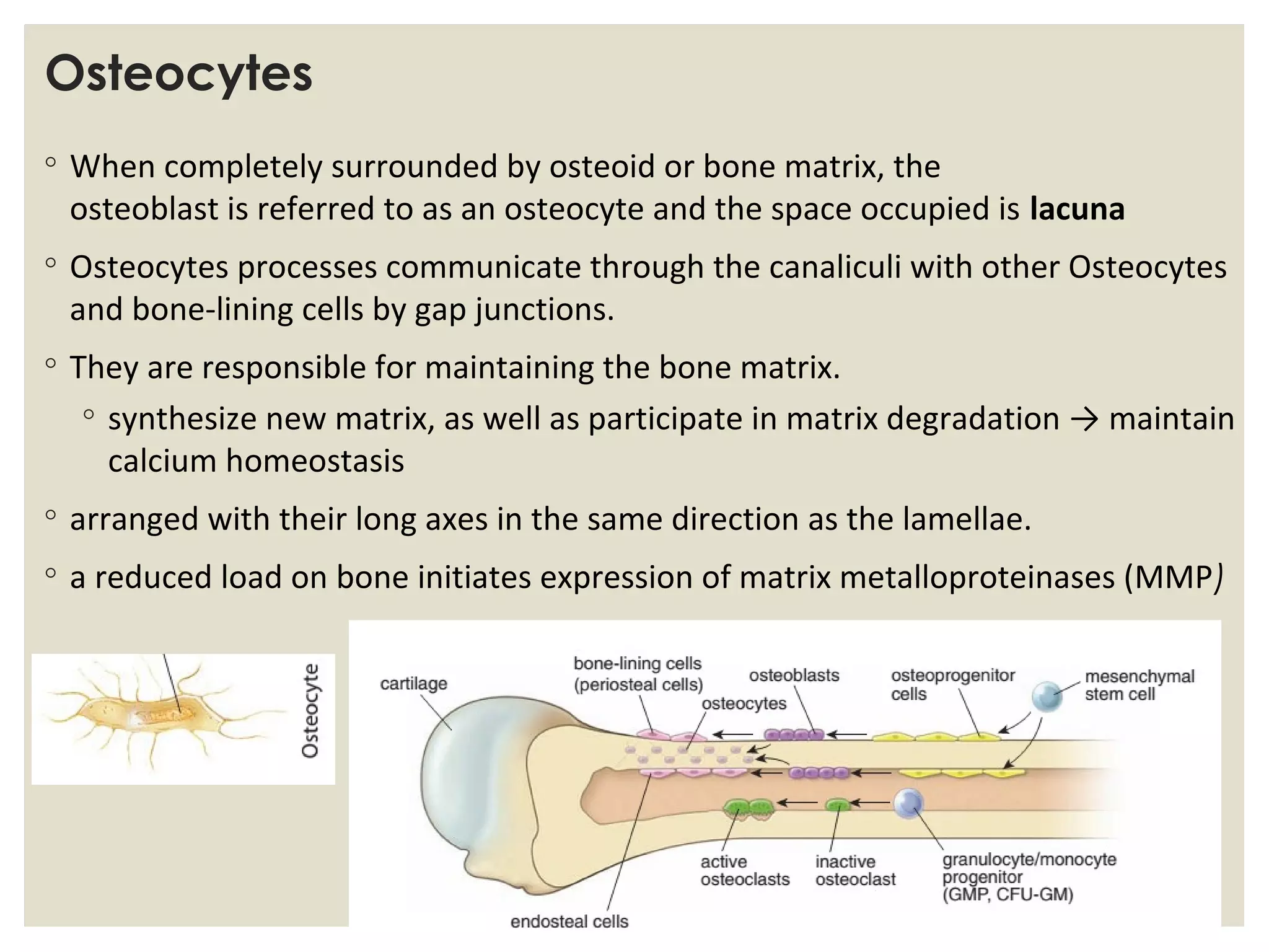 The Space Occupied By An Osteocyte Is Called