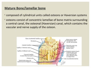 Fibro Osseous Lesions | PPT