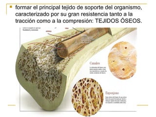  formar el principal tejido de soporte del organismo,
caracterizado por su gran resistencia tanto a la
tracción como a la compresión: TEJIDOS ÓSEOS.
 