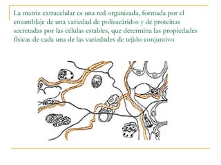 La matriz extracelular es una red organizada, formada por el
ensamblaje de una variedad de polisacáridos y de proteínas
secretadas por las células estables, que determina las propiedades
físicas de cada una de las variedades de tejido conjuntivo
 