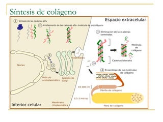 Síntesis de colágeno
 