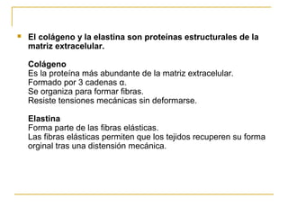  El colágeno y la elastina son proteínas estructurales de la
matriz extracelular.
Colágeno
Es la proteína más abundante de la matriz extracelular.
Formado por 3 cadenas α.
Se organiza para formar fibras.
Resiste tensiones mecánicas sin deformarse.
Elastina
Forma parte de las fibras elásticas.
Las fibras elásticas permiten que los tejidos recuperen su forma
orginal tras una distensión mecánica.
 