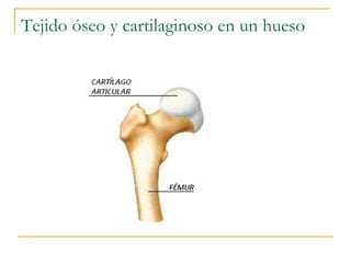 Tejido óseo y cartilaginoso en un hueso
 