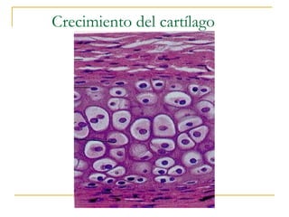 Crecimiento del cartílago
 