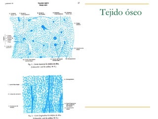 Tejido óseo
 