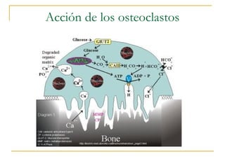 Acción de los osteoclastos
 
