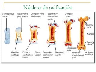 Núcleos de osificación
 