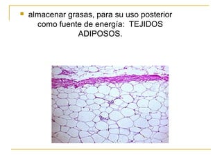 almacenar grasas, para su uso posterior
como fuente de energía: TEJIDOS
ADIPOSOS.
 