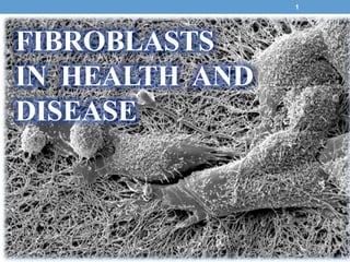 FIBROBLASTS
IN HEALTH AND
DISEASE
1
 