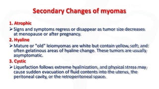 Secondary Changes of myomas
1. Atrophic
Signs and symptoms regress or disappear as tumor size decreases
at menopause or after pregnancy.
2. Hyaline
Mature or "old" leiomyomas are white but contain yellow, soft, and
often gelatinous areas of hyaline change. These tumors are usually
asymptomatic.
3. Cystic
Liquefaction follows extreme hyalinization, and physical stress may
cause sudden evacuation of fluid contents into the uterus, the
peritoneal cavity, or the retroperitoneal space.
 