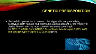 GENETIC PREDISPOSITION
• Uterine leiomyomas are a common phenotype with many underlying
genotypes. Both somatic and inherited mutations account for the majority of
uterine fibroids, with the most common mutations occurring in
the MED12, HMGA1 and HMGA2, FH, collagen type IV, alpha-5 (COL4A5)
and collagen type IV alpha-6 (COL4A6) genes
 
