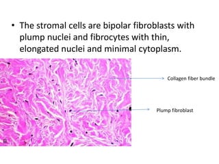 • The stromal cells are bipolar fibroblasts with
plump nuclei and fibrocytes with thin,
elongated nuclei and minimal cytoplasm.
Collagen fiber bundle
Plump fibroblast
 