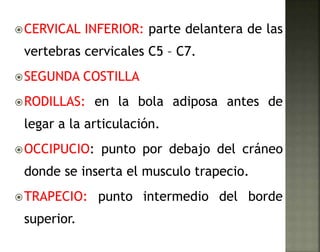 CERVICAL INFERIOR: parte delantera de las 
vertebras cervicales C5 – C7. 
SEGUNDA COSTILLA 
RODILLAS: en la bola adiposa antes de 
legar a la articulación. 
OCCIPUCIO: punto por debajo del cráneo 
donde se inserta el musculo trapecio. 
TRAPECIO: punto intermedio del borde 
superior. 
 