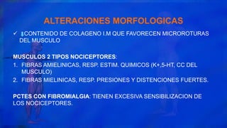 ALTERACIONES MORFOLOGICAS
 CONTENIDO DE COLAGENO I.M QUE FAVORECEN MICROROTURAS
DEL MUSCULO
MUSCULOS 2 TIPOS NOCICEPTORES:
1. FIBRAS AMIELINICAS, RESP. ESTIM. QUIMICOS (K+,5-HT, CC DEL
MUSCULO)
2. FIBRAS MIELINICAS, RESP. PRESIONES Y DISTENCIONES FUERTES.
PCTES CON FIBROMIALGIA: TIENEN EXCESIVA SENSIBILIZACION DE
LOS NOCICEPTORES.
 