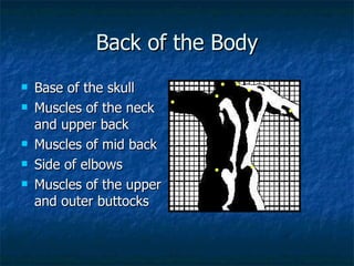 Back of the Body <ul><li>Base of the skull </li></ul><ul><li>Muscles of the neck and upper back </li></ul><ul><li>Muscles ...
