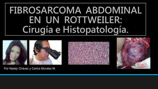 FIBROSARCOMA ABDOMINAL
EN UN ROTTWEILER:
Cirugía e Histopatología.
Por Nataly Chávez y Carlos Morales M.
 