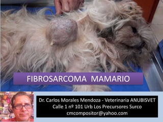 FIBROSARCOMA MAMARIO
Dr. Carlos Morales Mendoza - Veterinaria ANUBISVET
Calle 1 nº 101 Urb Los Precursores Surco
cmcompositor@yahoo.com