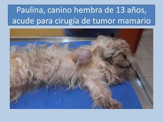 Paulina, canino hembra de 13 años,
acude para cirugía de tumor mamario
