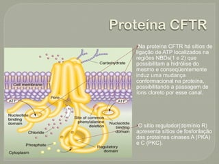 Proteína CFTR
   •Na proteína CFTR há sítios de
   ligação de ATP localizados na
   regiões NBDs(1 e 2) que
   possibilitam a hidrólise do
   mesmo e conseqüentemente
   induz uma mudança
   conformacional na proteína,
   possibilitando a passagem de
   íons cloreto por esse canal.




   •O sítio regulador(domínio R)
   apresenta sítios de fosforilação
   das proteínas cinases A (PKA)
   e C (PKC).
 