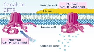 16
Canal de
CFTR
 
