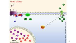 10
Ca2+
Ca2+
Ca2+
Ca2+
Ca2+
Ca2+
Ca2+
Ca2+
Ca2+
Ca2+
Ca2+
Ca2+
Retículo
Sarcoplasmático
Ca2+
Ca2+
Ca2+
Ca2+
ATP cAMP
CFTR
Cl-
Cl-
Cl-
Cl-
p
Células epiteliais
AC
(ADAPTADO
DE
FERREIRA,
2018)
Cl-
Cl-
PKA
 