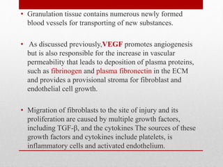 • Granulation tissue contains numerous newly formed
blood vessels for transporting of new substances.
• As discussed previously,VEGF promotes angiogenesis
but is also responsible for the increase in vascular
permeability that leads to deposition of plasma proteins,
such as fibrinogen and plasma fibronectin in the ECM
and provides a provisional stroma for fibroblast and
endothelial cell growth.
• Migration of fibroblasts to the site of injury and its
proliferation are caused by multiple growth factors,
including TGF-β, and the cytokines The sources of these
growth factors and cytokines include platelets, is
inflammatory cells and activated endothelium.
 