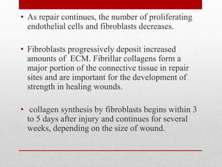 • As repair continues, the number of proliferating
endothelial cells and fibroblasts decreases.
• Fibroblasts progressively deposit increased
amounts of ECM. Fibrillar collagens form a
major portion of the connective tissue in repair
sites and are important for the development of
strength in healing wounds.
• collagen synthesis by fibroblasts begins within 3
to 5 days after injury and continues for several
weeks, depending on the size of wound.
 