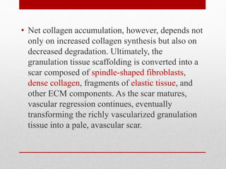 • Net collagen accumulation, however, depends not
only on increased collagen synthesis but also on
decreased degradation. Ultimately, the
granulation tissue scaffolding is converted into a
scar composed of spindle-shaped fibroblasts,
dense collagen, fragments of elastic tissue, and
other ECM components. As the scar matures,
vascular regression continues, eventually
transforming the richly vascularized granulation
tissue into a pale, avascular scar.
 