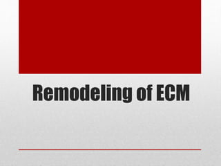 Remodeling of ECM
 