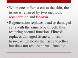 • When one suffers a cut to the skin, the
tissue is repaired by two methods:
regeneration and fibrosis.
• Regeneration replaces dead or damaged
cells with the same type of cell, thus
restoring normal function. Fibrosis
replaces damaged tissue with scar
tissue, which holds the tissue together
but does not restore normal function.
 