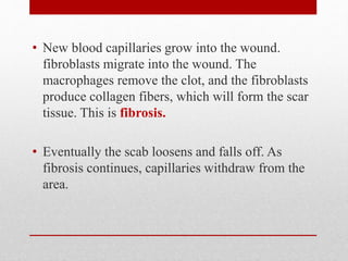 • New blood capillaries grow into the wound.
fibroblasts migrate into the wound. The
macrophages remove the clot, and the fibroblasts
produce collagen fibers, which will form the scar
tissue. This is fibrosis.
• Eventually the scab loosens and falls off. As
fibrosis continues, capillaries withdraw from the
area.
 