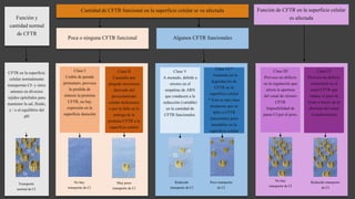 Función y 
cantidad normal 
de CFTR 
CFTR en la superficie 
celular normalmente 
transportan CI- y otros 
aniones en diversos 
tejidos epiteliales para 
mantener la sal, fluido, 
y / o el equilibrio del 
pH 
Cantidad de CFTR funcional en la superficie celular se ve afectada 
Poca o ninguna CFTR funcional Algunos CFTR funcionales 
Clase I 
Codón de parada 
prematuro, provoca 
la perdida de 
síntesis la proteína 
CFTR, no hay 
expresión en la 
superficie duración 
Clase II 
Causados por 
plegado incorrecto 
derivado del 
procesamiento 
celular defectuoso 
o por la falla en la 
entrega de la 
proteína CFTR a la 
superficie celular 
Transporte 
normal de Cl 
Clase V 
A menudo, debido a 
errores en el 
empalme de ARN 
que conducen a la 
reducción (variable) 
en la cantidad de 
CFTR funcionales. 
Clase VI * 
Aumento en la 
degradación de 
CFTR en la 
superficie celular 
* Esta es una clase 
propuesta que se 
debe a CFTR 
funcionales pero 
inestables en la 
superficie celular 
Función de CFTR en la superficie celular 
Clase III 
es afectada 
Provoca un defecto 
en la regulación que 
afecta la apertura 
del canal de cloruro 
CFTR 
Imposibilidad de 
pasar Cl por el poro. 
Clase IV 
Provoca un defecto 
estructural en el 
canal CFTR que 
reduce el paso de 
iones a través de la 
abertura del canal 
(conductancia) 
Muy poco 
transporte de Cl 
Reducido 
transporte de Cl 
Poco transporte 
de Cl 
No hay 
transporte de Cl 
Reducido transporte 
de Cl 
No hay 
transporte de Cl 
 