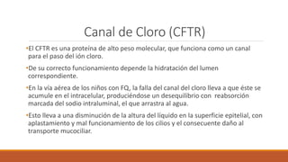 •El CFTR es una proteína de alto peso molecular, que funciona como un canal
para el paso del ión cloro.
•De su correcto funcionamiento depende la hidratación del lumen
correspondiente.
•En la vía aérea de los niños con FQ, la falla del canal del cloro lleva a que éste se
acumule en el intracelular, produciéndose un desequilibrio con reabsorción
marcada del sodio intraluminal, el que arrastra al agua.
•Esto lleva a una disminución de la altura del líquido en la superficie epitelial, con
aplastamiento y mal funcionamiento de los cilios y el consecuente daño al
transporte mucociliar.
Canal de Cloro (CFTR)
 