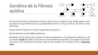 Genética de la Fibrosis
quística
•Se hereda de manera autosómica recesiva, por lo que se requiere que ambos padres sean
portadores del gen defectuoso y la probabilidad de tener un hijo con FQ es del 25% en cada
embarazo.
•El gen de FQ se localiza en el brazo largo del cromosoma 7.
•Se han descrito más de 1800 mutaciones.
•Alrededor de 30 a 40 de ellas inducen la falta de producción, o la producción defectuosa de
la proteína CFTR (del inglés cystic fibrosis transmembrane regulator), que regula el paso del
ión cloro en las membranas celulares, por lo que también se le conoce como el canal del
cloro
 