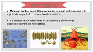 ● Mutación puntual de sentido erróneo por deleción en fenilalanina 508,
impidiendo plegamiento o ensamblaje de la proteína.
● Se caracteriza por alteraciones en la absorción y secreción de
electrolitos, alterando la homeostasis.
PATOGENIA
 