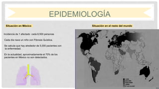 EPIDEMIOLOGÍA
Situación en México Situación en el resto del mundo
Incidencia de 1 afectado cada 8,500 personas
Cada día nace un niño con Fibrosis Quística.
Se calcula que hay alrededor de 5,000 pacientes con
la enfermedad.
En la actualidad, aproximadamente el 70% de los
pacientes en México no son detectados.
 