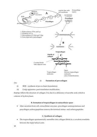 nucleous
Extracellular
matrix
RER
A
B
Procallagen
Procollogen
Tropocollagen
Fibrills of
collagen
Space
between tropocollagen
molecules
(site of mineralization)
C
Covalent bonds
links adjacent rows
Tropocollagen
molecules
DNA
transcription
translation
pre-procollagen 1
2
3
4
vesicles fuse with
cell membrane
1. Hydroxylation of Pro and Lys
2. Oxidation of Cys
3. Glycosylation of 5 Hyl and 5 Hyp
4. Form triple-helix (procollagen)
(i) Formation of pro-collagen
Site:
(i) RER – synthesis of pro-α-chain (translation)
(ii) Golgi apparatus: post-translation modification.
Scurvy: Affects the structure of collagen. It is due to a deficiency of ascorbic acid, which is
cofactor of hydroxylases.
B. Formation of tropocollagen in extracellular space
• After secretion from cell, extracellular enzymes: procollagen aminoproteinase and
procollagen cerboxypeptidase remove the terminal amino- and carboxypeptides.
C. Synthesis of collagen
• The tropocollagen spontaneously assembles into collagen fibrils by a covalent crosslinks
between the triple helical units.
10
 