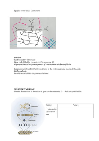 Specific cross-links: Desmosine
Fibrillin
Synthesized by fibroblasts
Gene coded fibrillin presents on Chromosome 15.
Glycoprotein and major component of elastin-associated microfibrils
Large amount found in the fibers of lens, in the periosteum and media of the aorta
Biological role:
Provide a scaffold for deposition of elastin.
MORFAN SYNDROME
Genetic disease due to mutation of gene on chromosome 15 - deficiency of fibrillin
Clinical signs Definition Picture
Ectopia lentis Reduced vision as the
result of dislocation
of the lenses
14
 