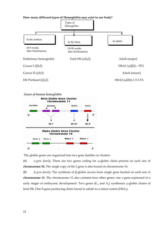 How many different types of Hemoglobin may exist in our body?
Types of
Hemoglobin
In the embryo
(0-8 weeks
after fertilization)
In the fetus
(9-38 weeks
after fertilization)
In adults
Embrionoc hemoglobin Fetal Hb (α2γ2) Adult (major)
Gower I (ξ2ε2) HbA1 (α2β2) – 95%
Gower II (α2ε2) Adult (minor)
Hb Portland (ξ2γ2) HbA2 (α2δ2)-1.5-3.5%
Genes of human hemoglobin
The globin genes are organized into two gene families or clusters:
(A) α-gene family: There are two genes coding for α-globin chain present on each one of
chromosome 16. The single copy of the ζ gene is also found on chromosome 16.
(B) β-gene family: The synthesis of β-globin occurs from single gene located on each one of
chromosome 11. The chromosome 11 also contains four other genes: one ε-gene expressed in a
early stages of embryonic development. Two genes (Gγ and Aγ) synthesize γ-globin chains of
fetal Hb. One δ-gene producing chain found in adults to a minor extent (HbA2).
21
 