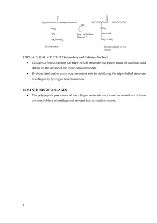 NH2 C
(CH2)2
CH2
CH2 NH2
O
NH NH2 C
(CH2)2
CH
CH2 NH2
O
NH
OH
H2O
Lysyl hydrolase
Vitamin C
Lysyl residue 5-hydroxylysyl (5Hyl)
residue
TRIPLE-HELICAL STRUCTURE (secondary and tertiary structure)
• Collagen a fibrous protein has triple-helical structure that places many of its amino acid
chains on the surface of the triple-helical molecule.
• Hydroxylated amino acids play important role in stabilizing the triple-helical structure
of collagen by hydrogen bond formation.
BIOSYNTHESIS OF COLLAGEN
• The polypeptide precursors of the collagen molecule are formed in osteoblasts of bone
or chondroblasts of cartilage and secreted into extracellular matrix.
9
 