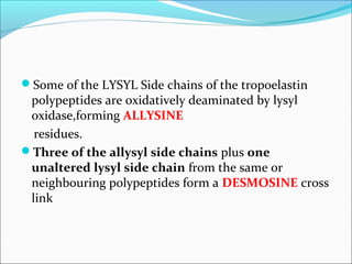 Some of the LYSYL Side chains of the tropoelastin
 polypeptides are oxidatively deaminated by lysyl
 oxidase,forming ALLYSINE
  residues.
Three of the allysyl side chains plus one
 unaltered lysyl side chain from the same or
 neighbouring polypeptides form a DESMOSINE cross
 link
 