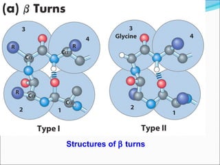 Structures of β turns
 